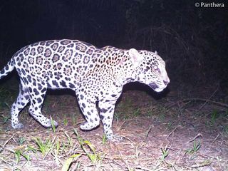 A male jaguar walks past Panthera’s camera trap in a Colombian oil palm plantation.