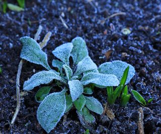 Frosted plant leaves in a garden in late winter