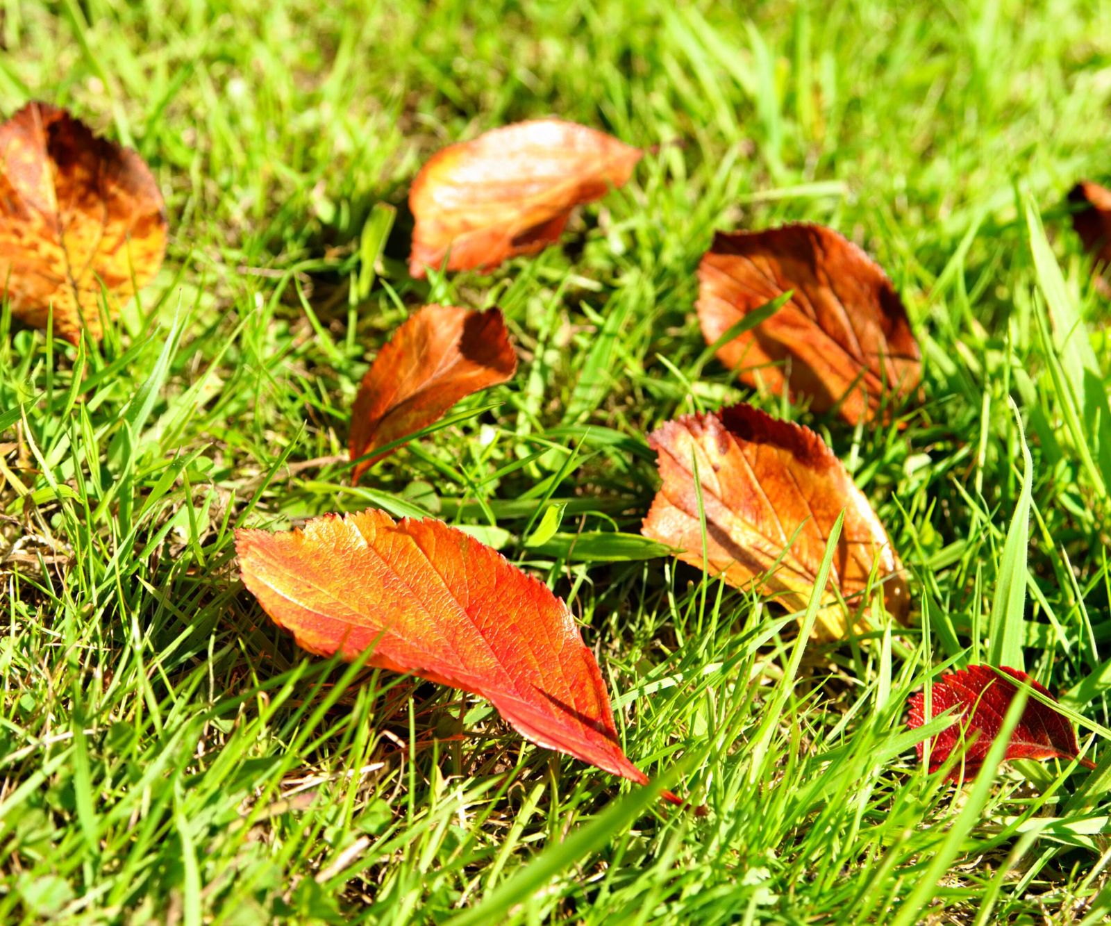 When Should You Stop Mowing Your Lawn In The Fall 