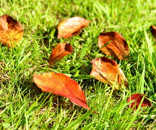 Grass with orange fallen leaves scattered across it