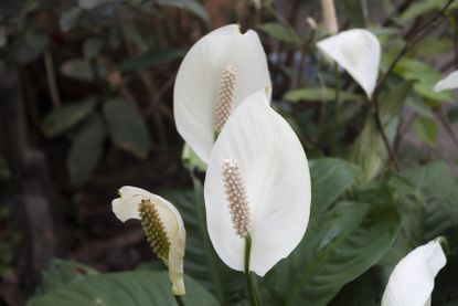 peace lily air