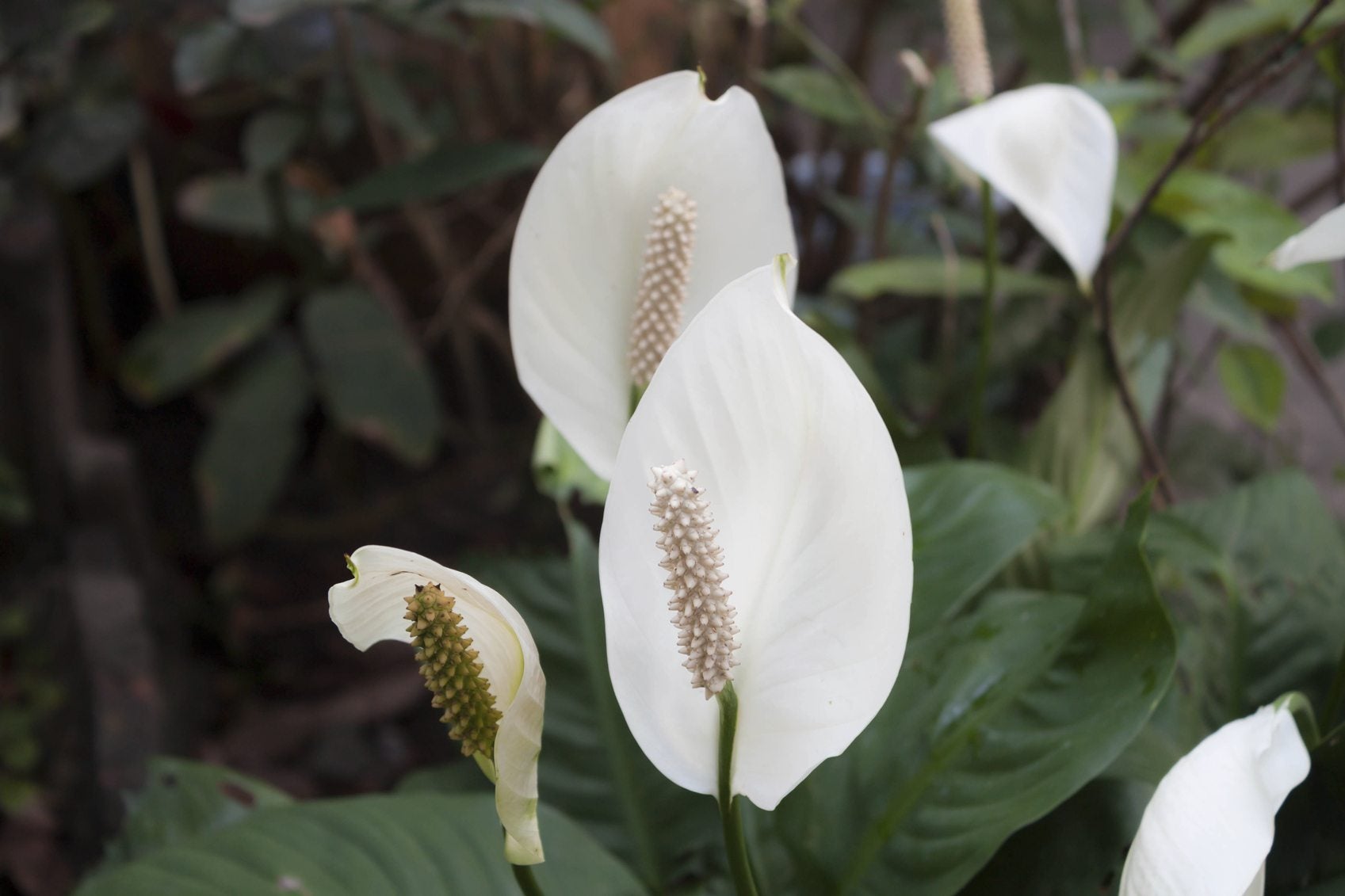 Peace lilies air deals purifier