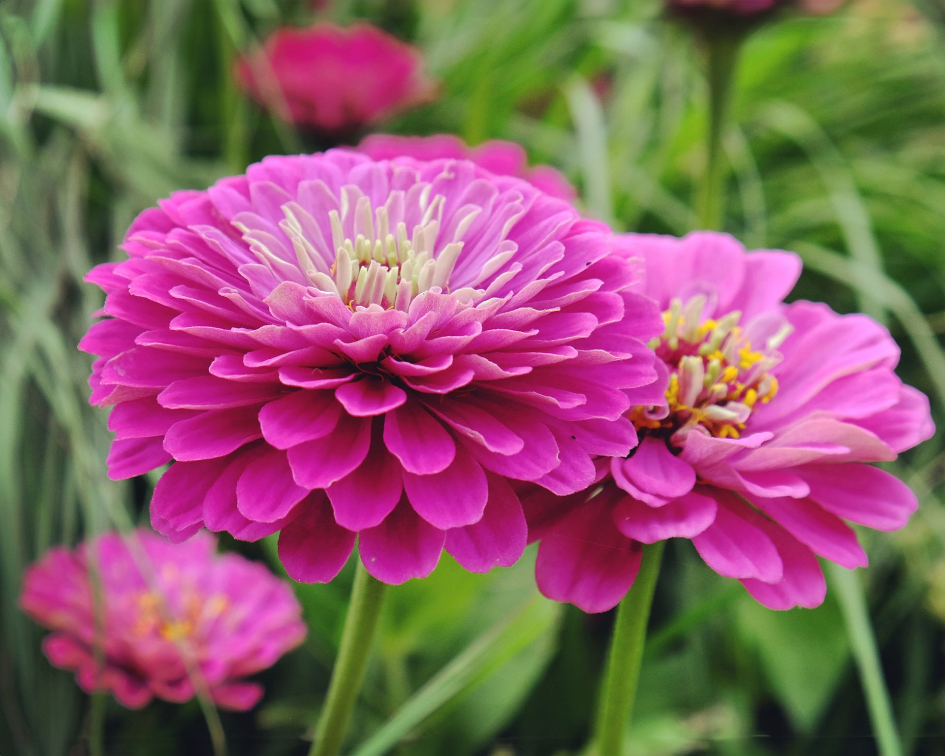 Purple Prince zinnia flowers