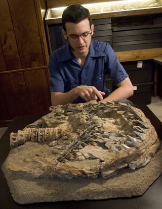 Dana Ehret, lead author of a University of Florida study on the origin of great white sharks, analyzes a 4.5-million-year-old fossil at Gordon Hubbell's private gallery in Gainesville, Fla., on March 6, 2009.