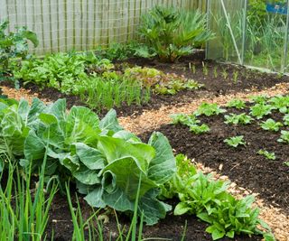 A vegetable garden with mulch on beds