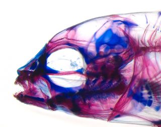 Jaw flexing is a key factor in the facial-bone development of young cichlids. Pictured, a larval fish skull, with the bones stained blue and the cartilage stained pink.
