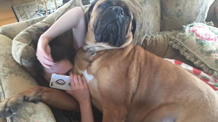 Troy the dog cuddles owner