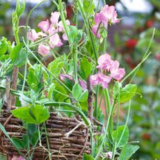 Sweet peas growing in basket and up trellis