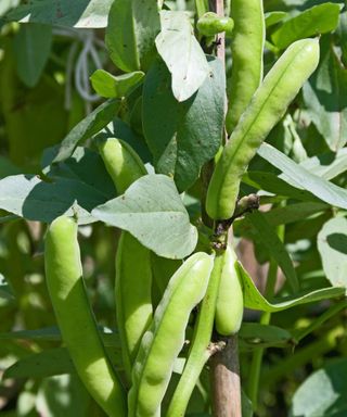 how to grow broad beans: Aquadulce Claudia