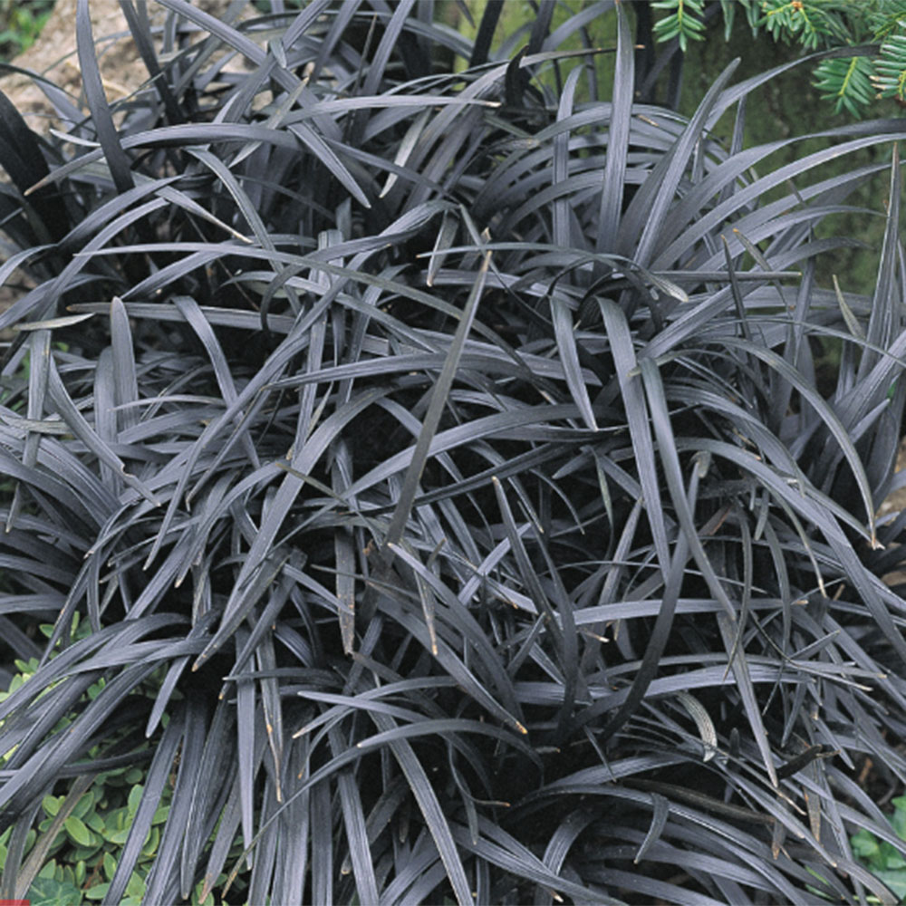 Ophiopogon planiscapus 'Nigrescens', also known as black mondo grass