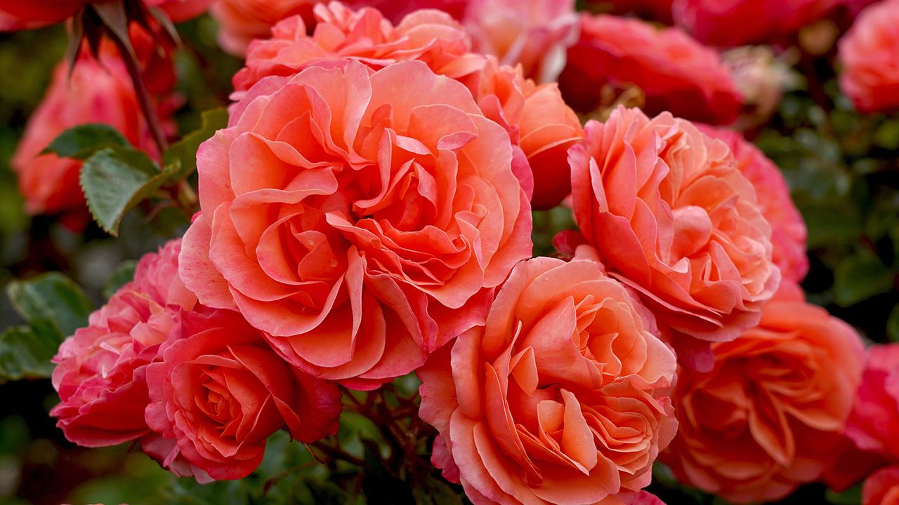 Close up of coral flowers of floribunda rose &#039;Coral Lions&#039;