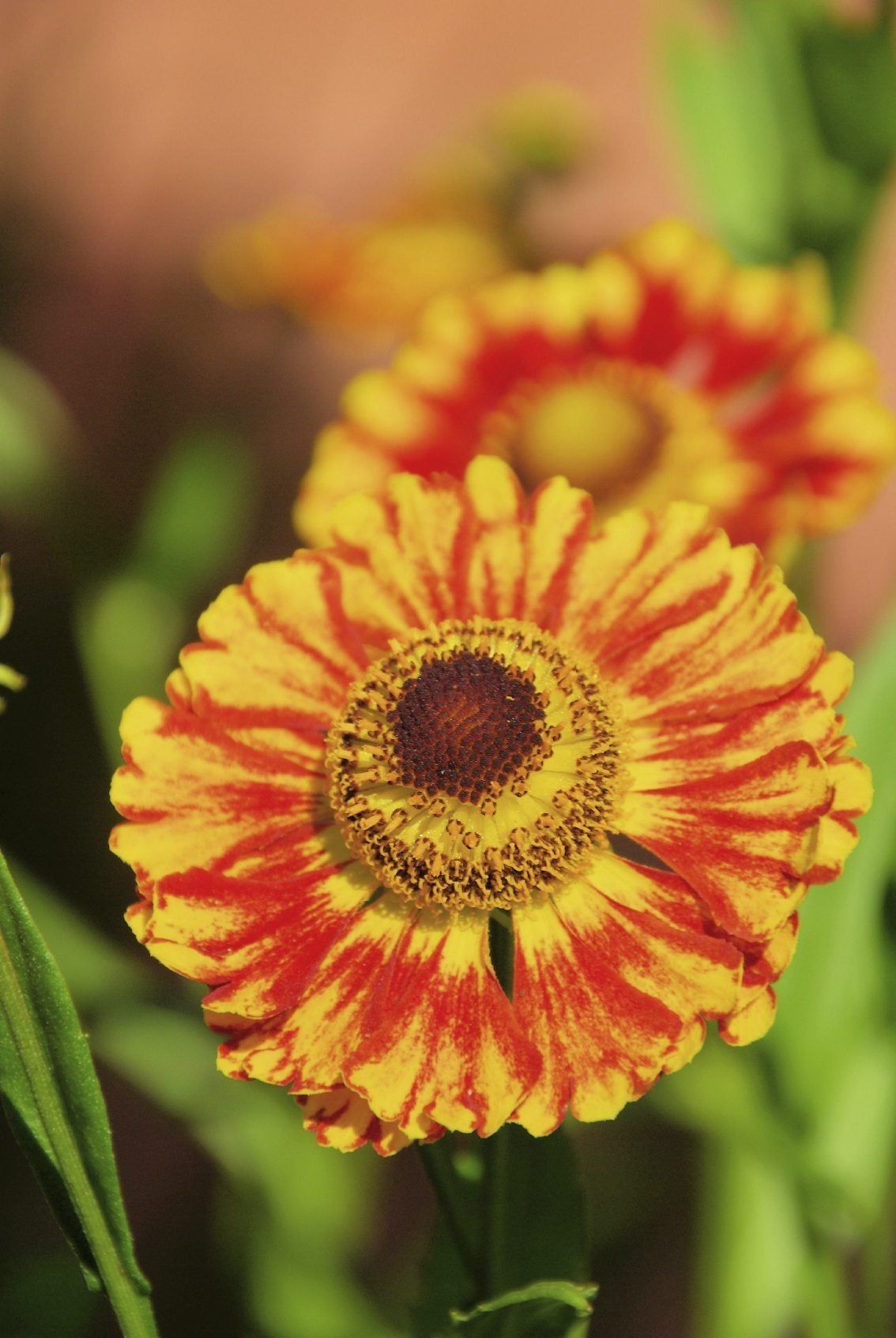 Red-Yellow Sneezeweed Wildflowers