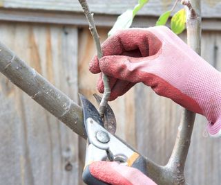 A closeup of pruning an apple tree near a fence