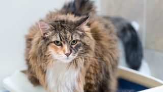 Maine Coon cat trying to go to the toilet in litter box