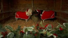 Shetland Christmas jumper