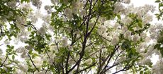 Staphylea colchica – aka the Bladdernut – with white flowering panicles