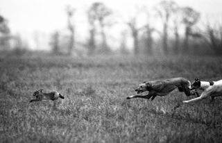 Hare and greyhounds at a hare coursing meet near Huntingdon, taken before the ban in 2005..