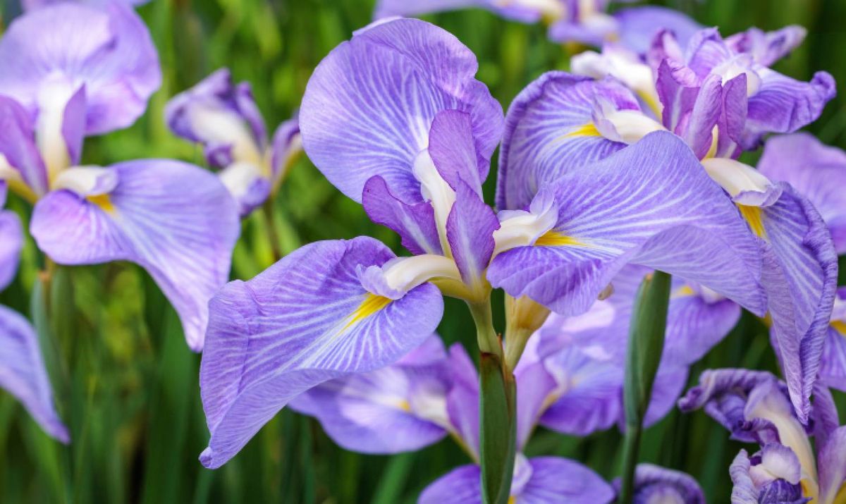 Purple irises in bloom