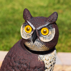 Predator decoy; this owl has kept a close eye on the garden all summer for the most part