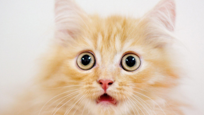 A cat festival is coming to London