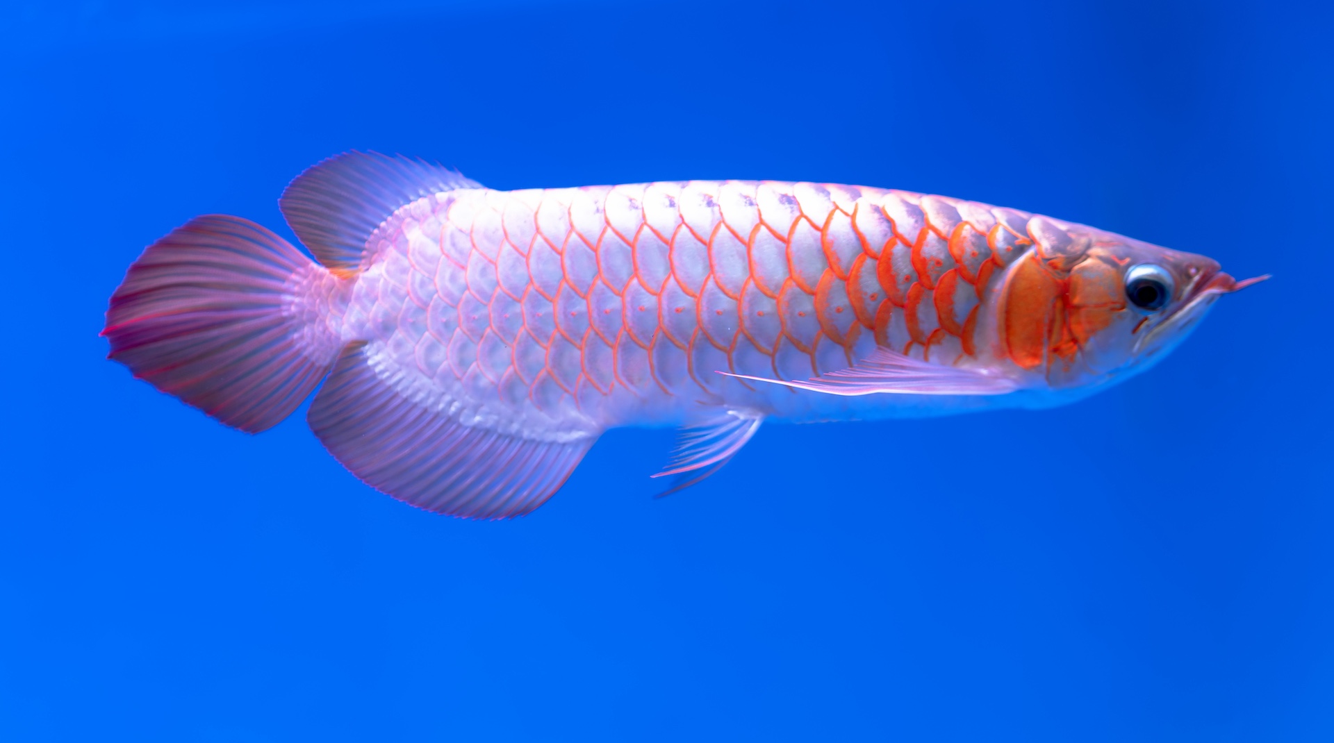Arowana fish