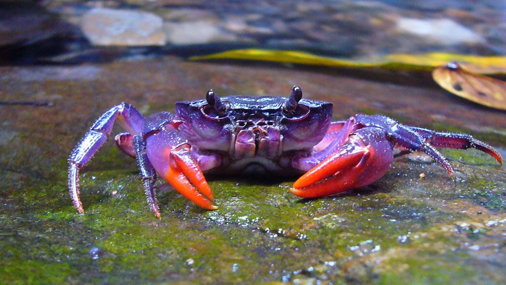 Bright Purple Crab Discovered in Philippines | Live Science