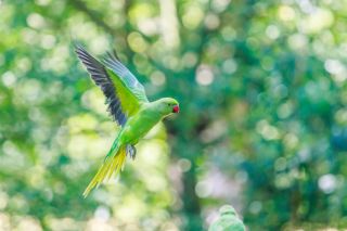 Ring neck Indian Parakeet