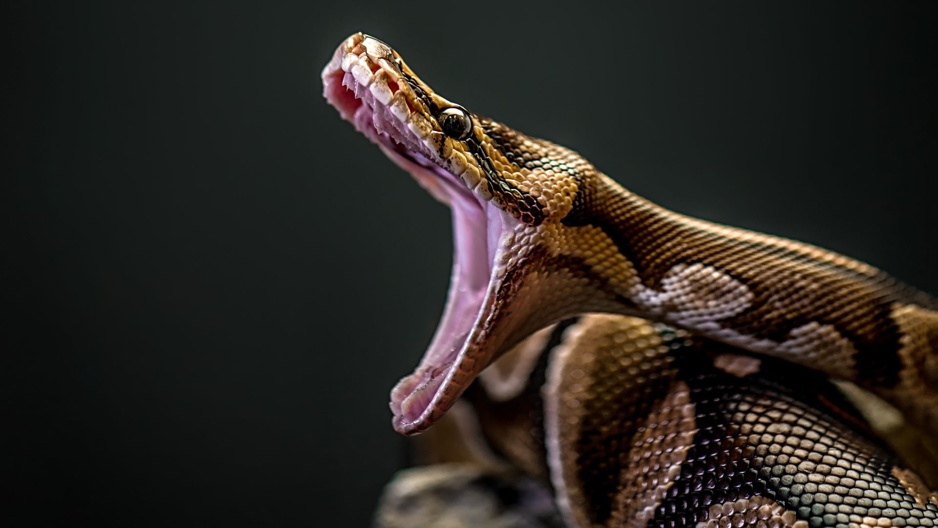 Hiker's video shows 15ft python crossing road at Everglades National ...