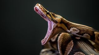 Burmese python with mouth open