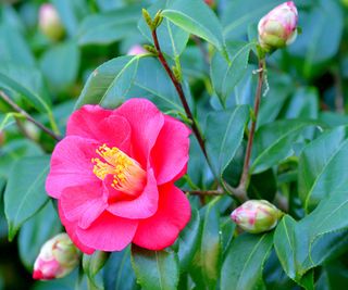 camellia with green foliage in bloom