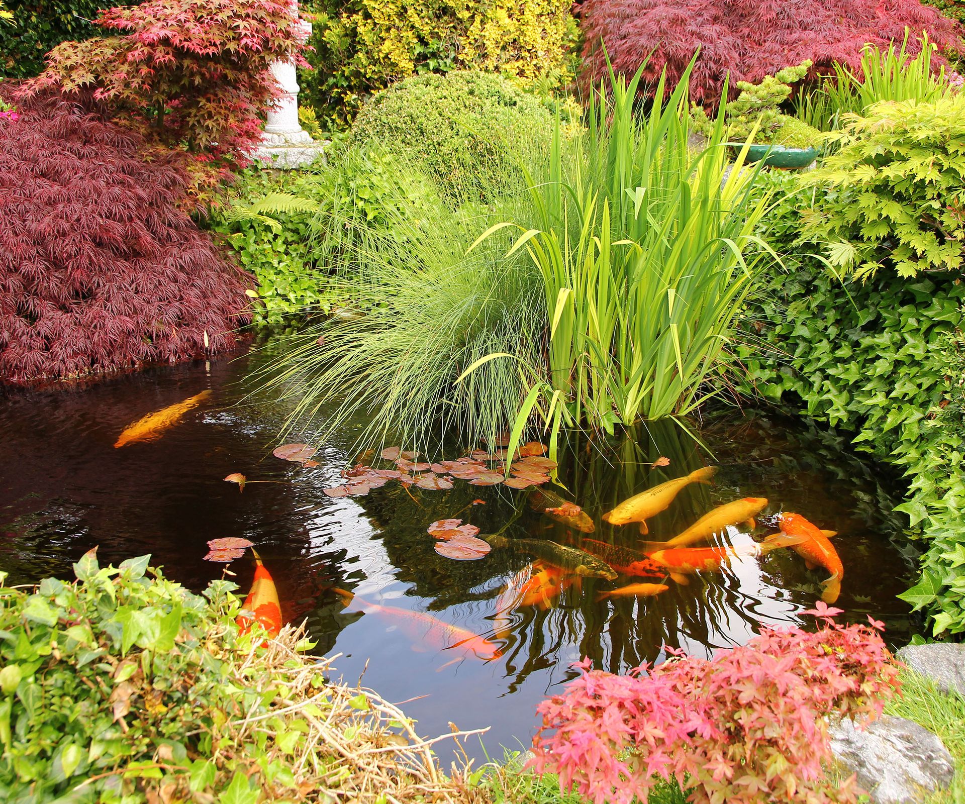 Japanese garden pond with koi fish surrounded by lush planting