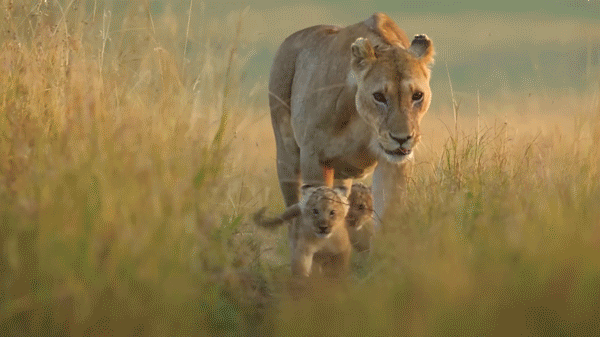 Clip from 'Lion' documentary film, showing a lion cub walking next to its mother