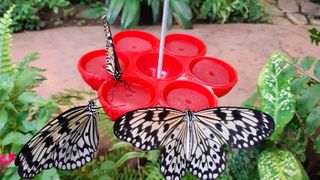 Butterfly on red feeder