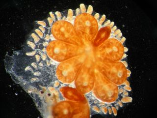 Star Ascidians Sea Squirts