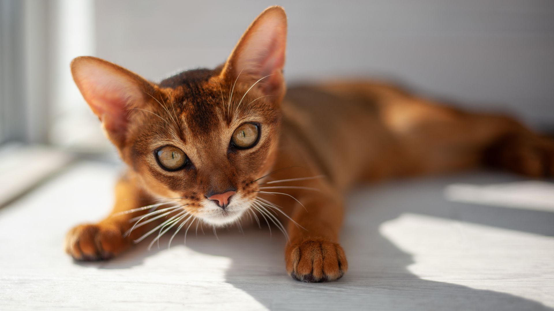 reddish brown sleek abyssinian cat