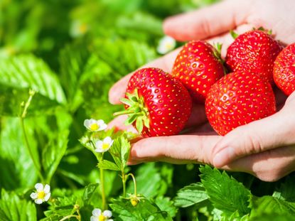 Hands Holding Elsanta Strawberries In The Garden