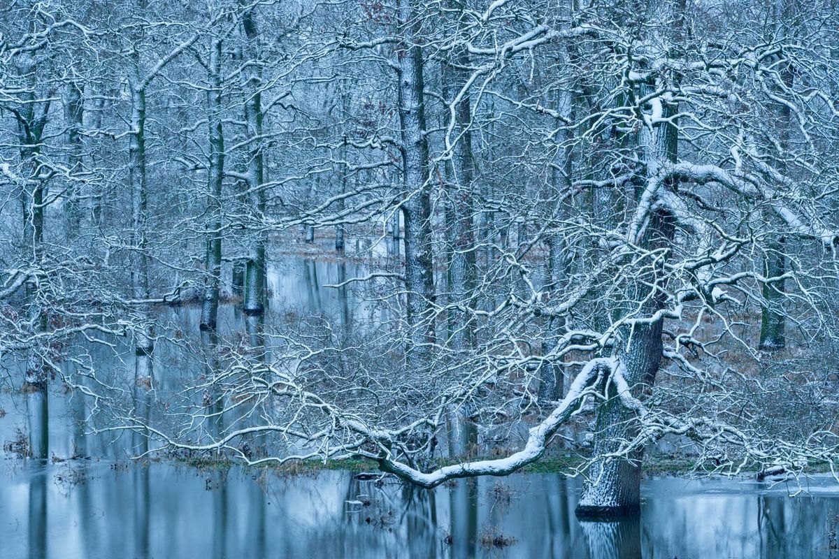 Winter flood in a riparian forest