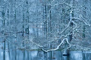 Winter flood in a riparian forest