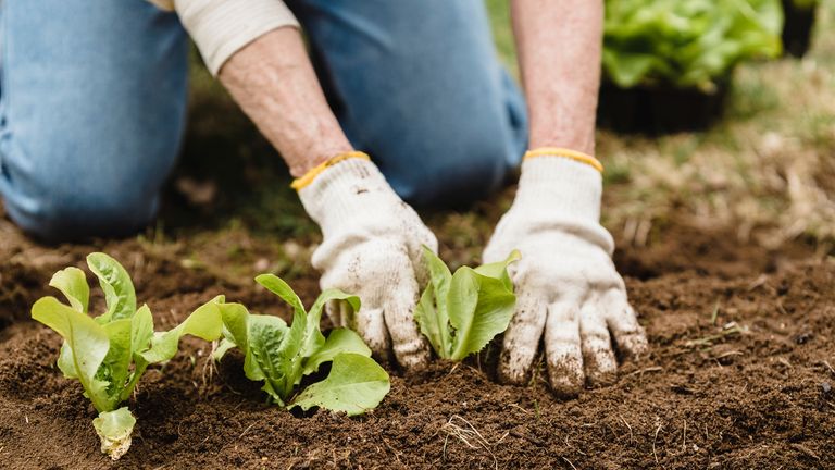 A pair of the best garden gloves being used to plant flowers
