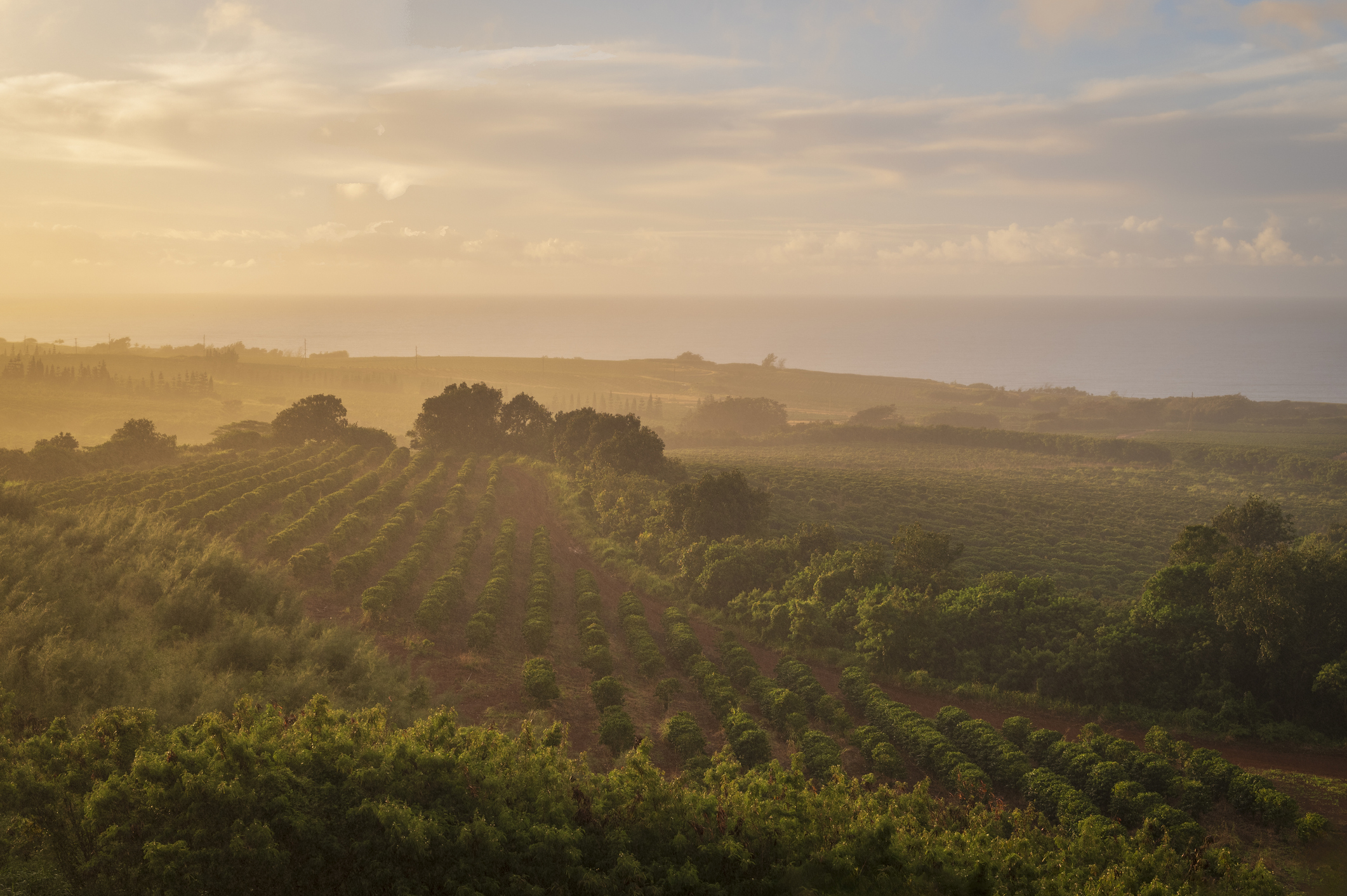 Sunrise over a coffee plantation on the island of Kauai
