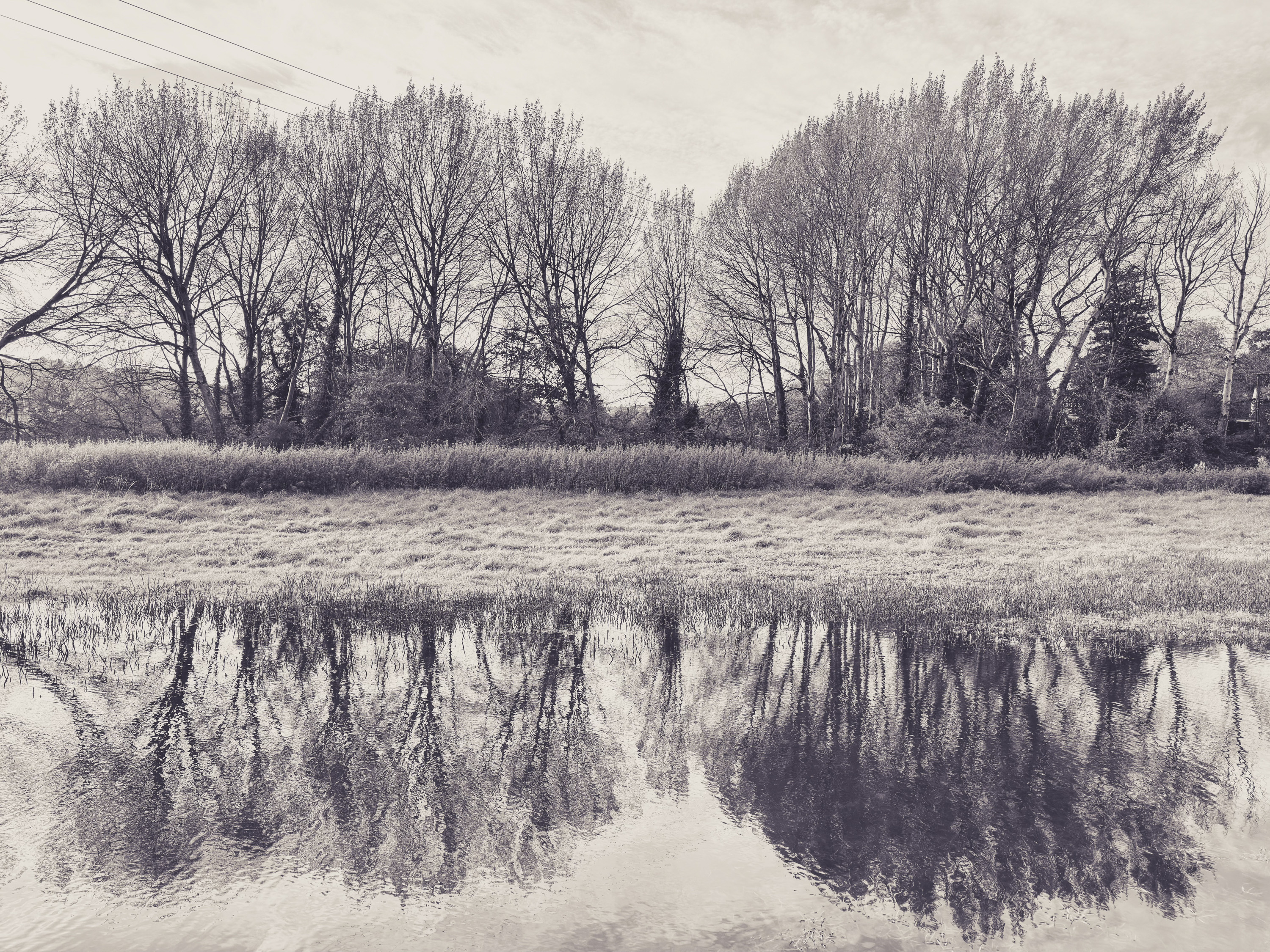 Monochrome photo of trees reflected in water, taken using the iPhone 15 Pro Max with Fjorden grip