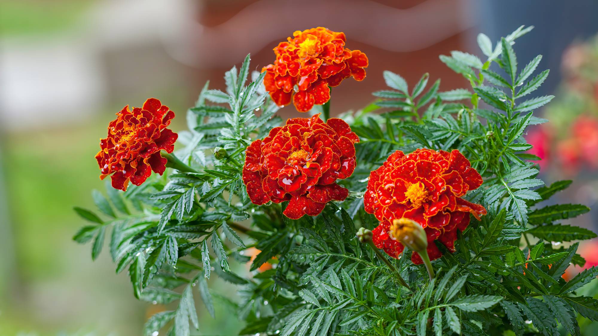 French marigolds