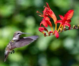 hummingbird and crocosmia