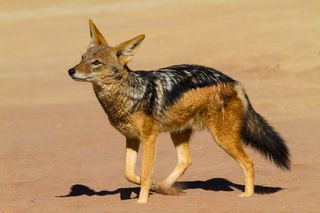 black jackal dog