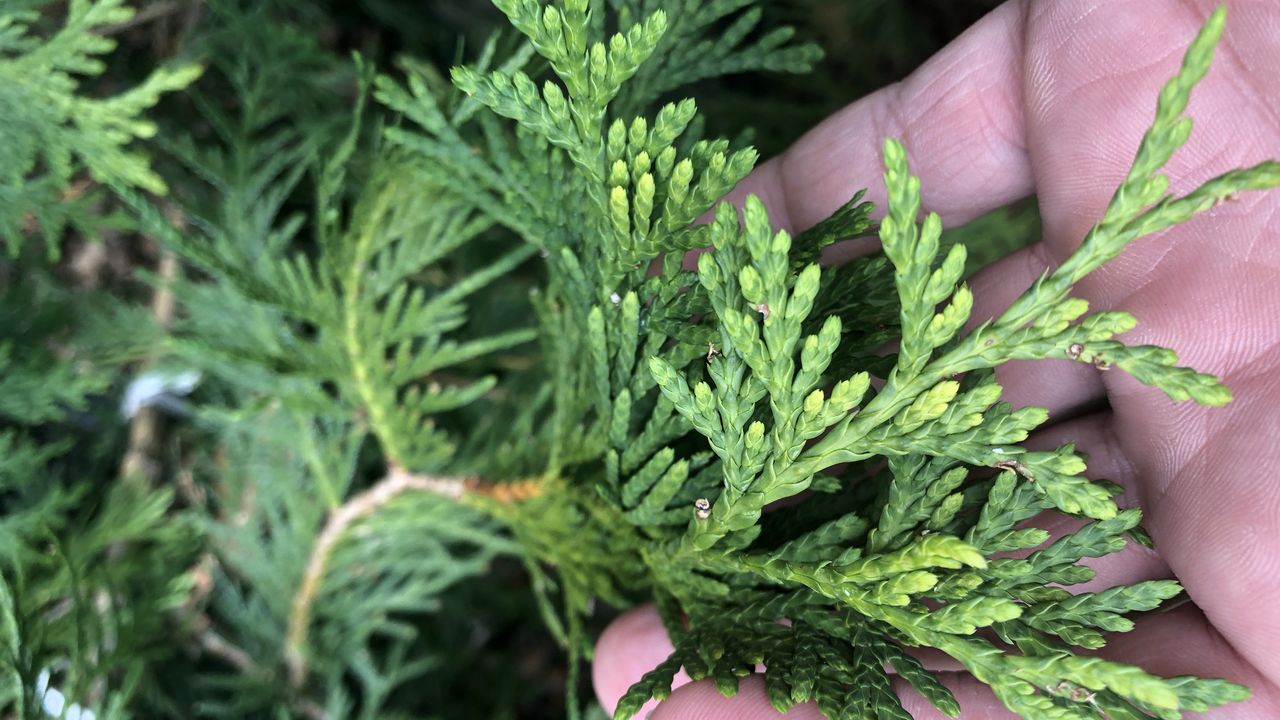 Leaves of a Green Giant Arborvitae