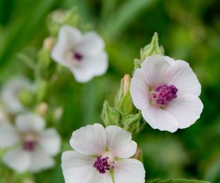 The pink and white flowers of the marsh mallow plant, Althea