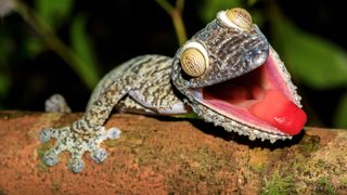 Animal tongues