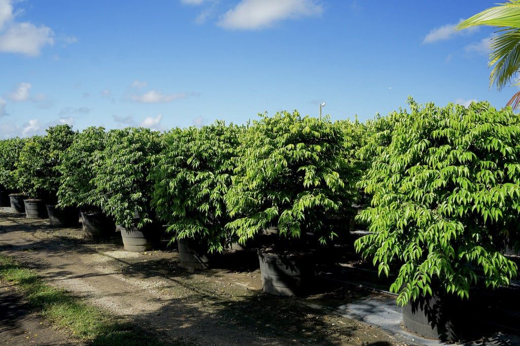 Large Outdoor Potted Blue Grape Plants