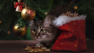 cat sat waiting under a Christmas tree