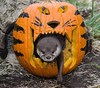 boo-zoo-album-1-small-clawed-otter-101028